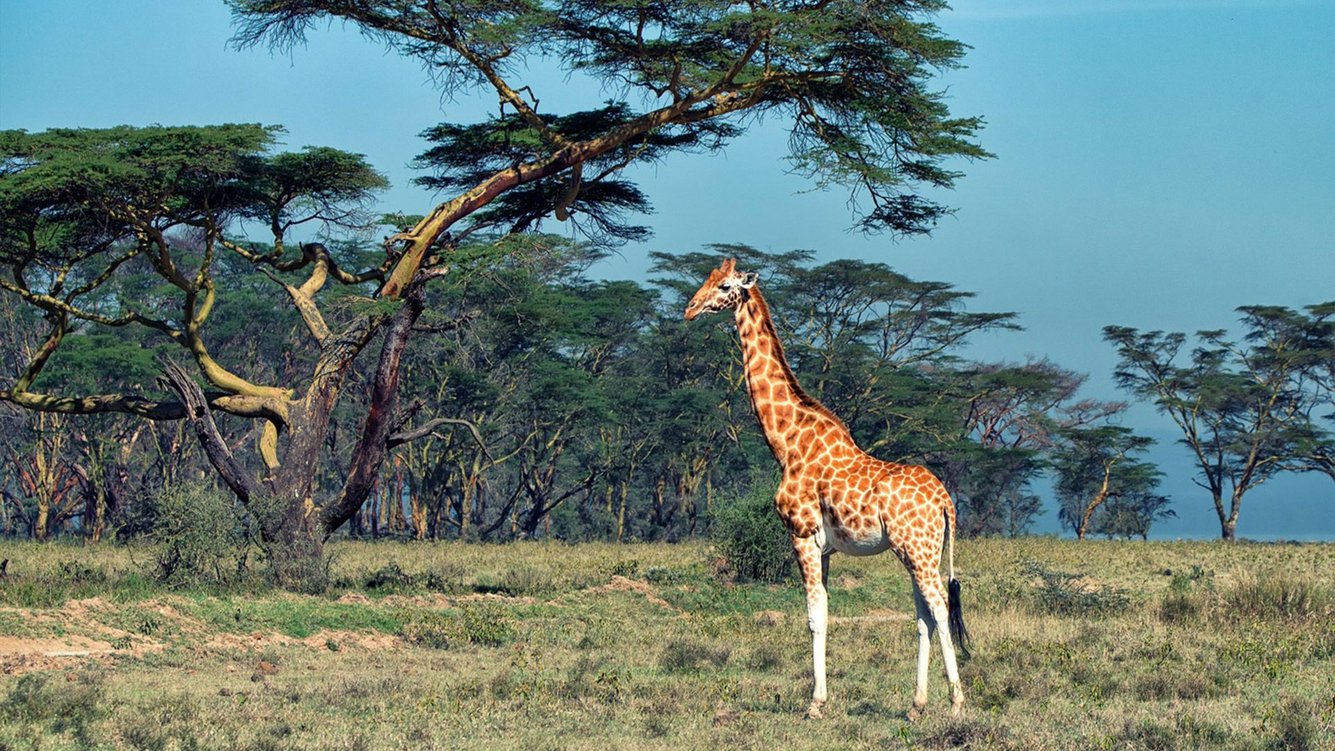 With PayPorter, you can make fast, easy and safe money transfers to Uganda at the most affordable prices!